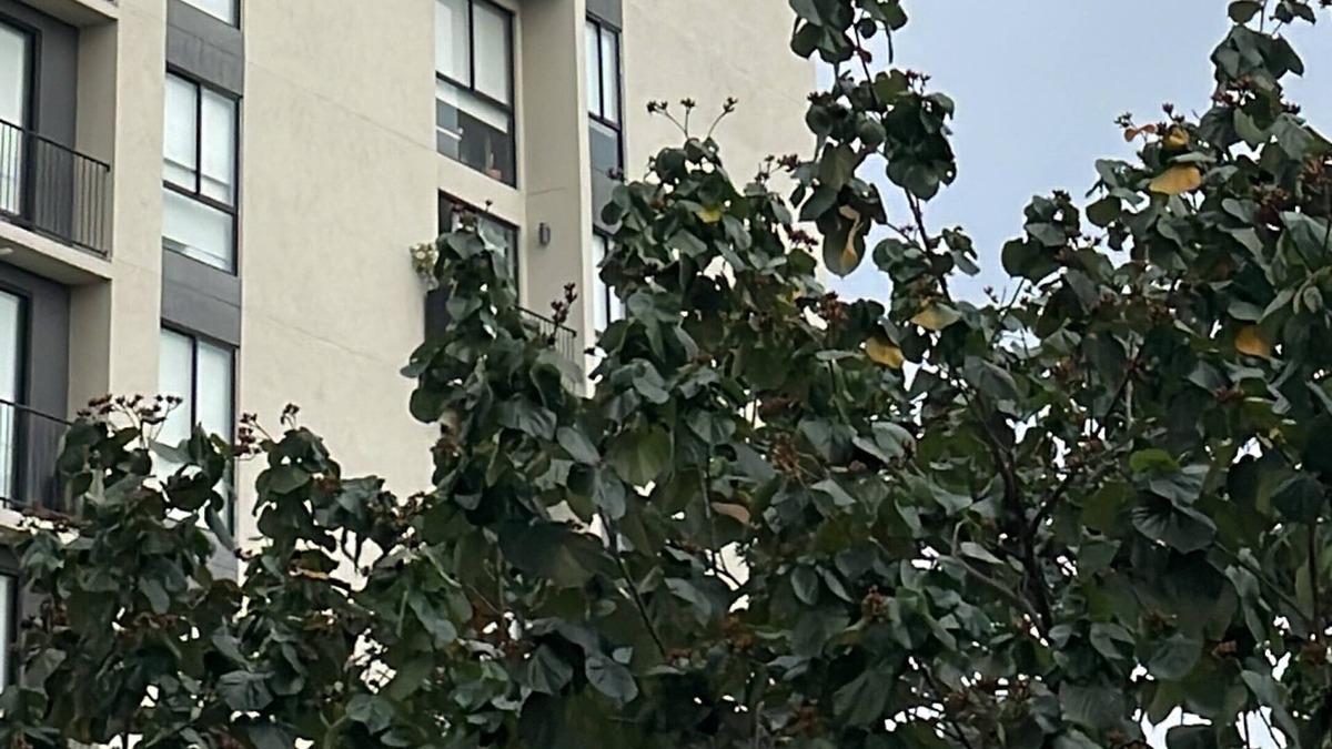 Guadalajara Municipality Apartment | Luxury Modern Apartment Pool and Gym Very Centrally Located