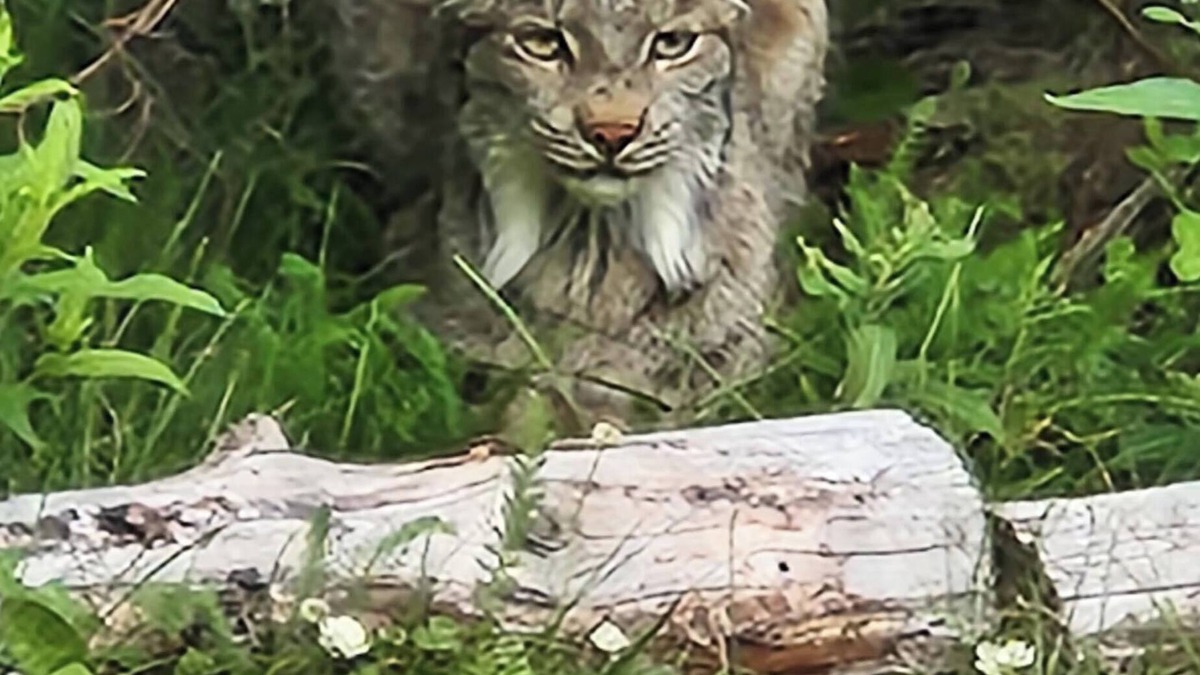 Moose Pass Cabin | Lynx, wildlife, custom log cabin . private lake access, salmon stream kayaking,