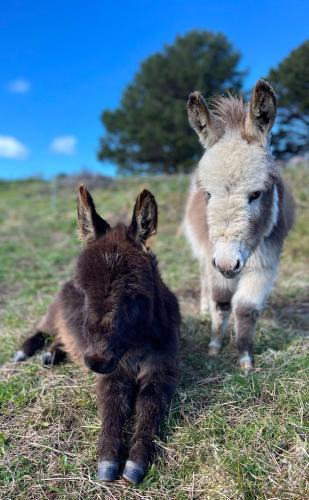 Puponga House | Mælstrøm End Eco Farmstay