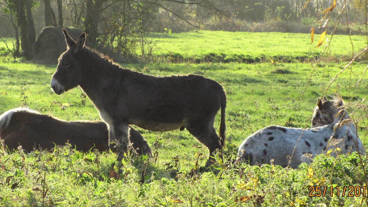 Robehomme House | Maison de Campagne Tout Confort 7 Personnes, Proximité Cabourg