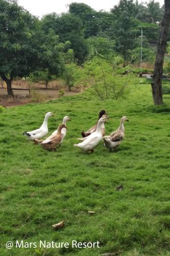 Shahapur House | Mars Agro Farm - Shahapur