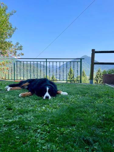 Pieve Tesino Apartment | Maso Patrizia - Rifugio caldo tra le vette