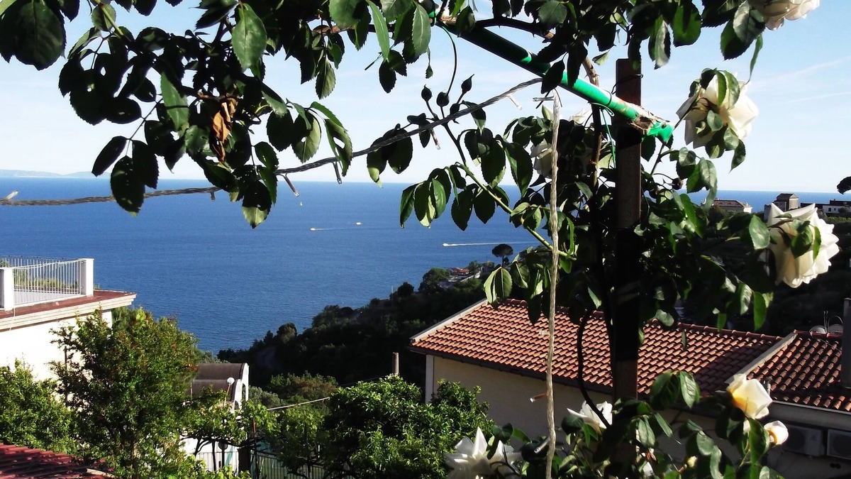 Dragonea House | mimosas at the beginning of the Amalfi coast