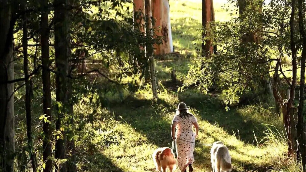 Congarinni Cabin | Misty Valley CabinnPet Friendly Getaway