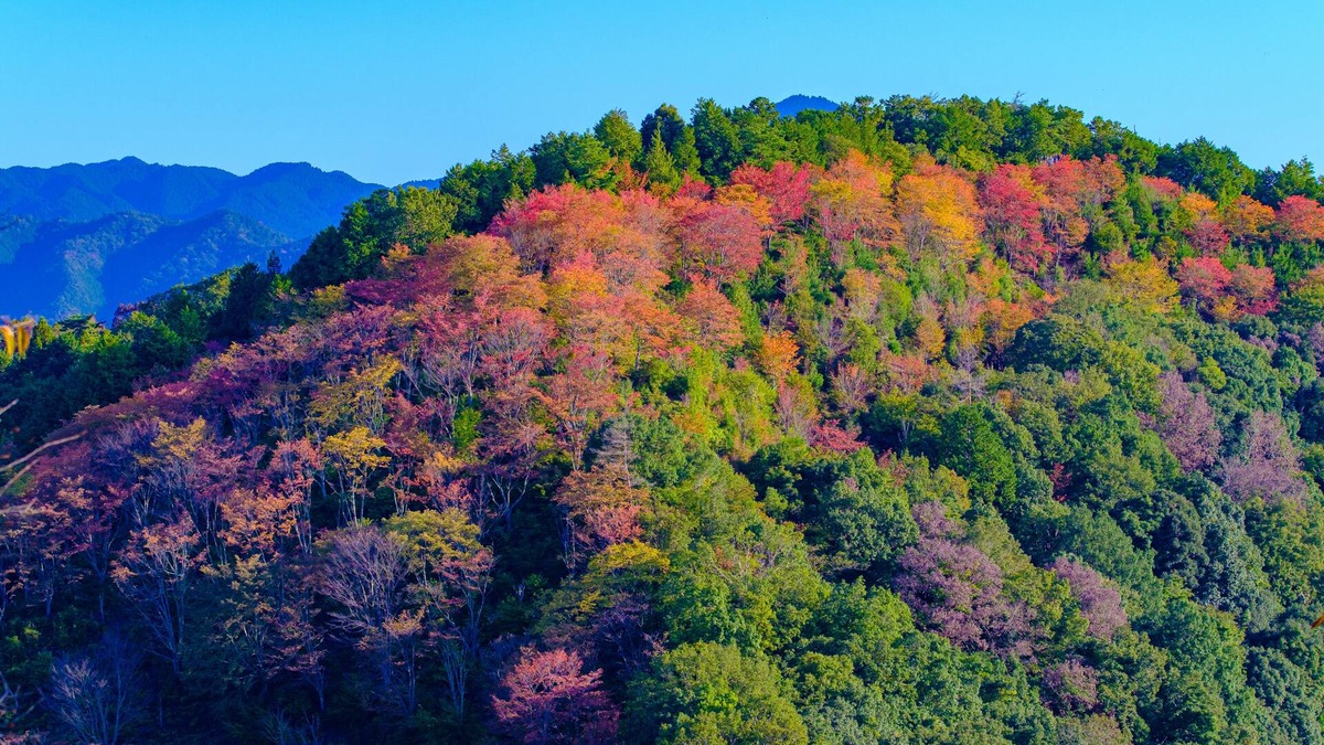 Yoshino House | Miyoshino Sakuraan