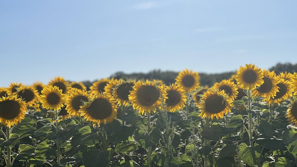 Saint-Cheron House | Mobil Home 2