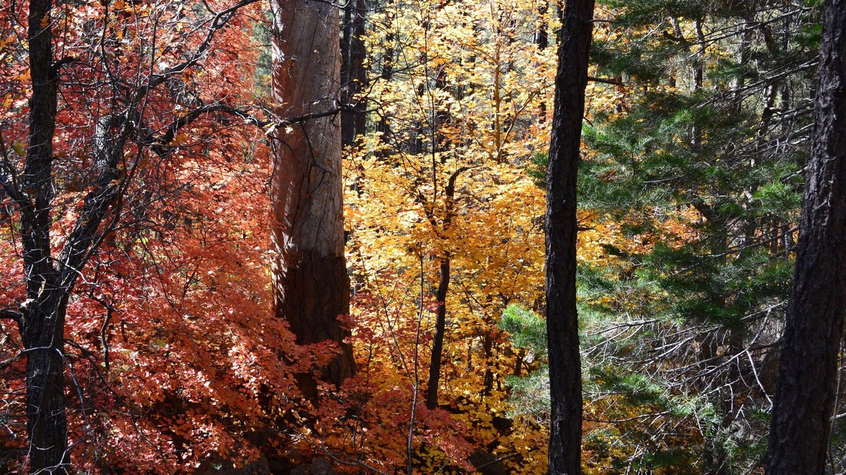 Ponderosa Trails House | Monthly Family Friendly Mountain Escape
