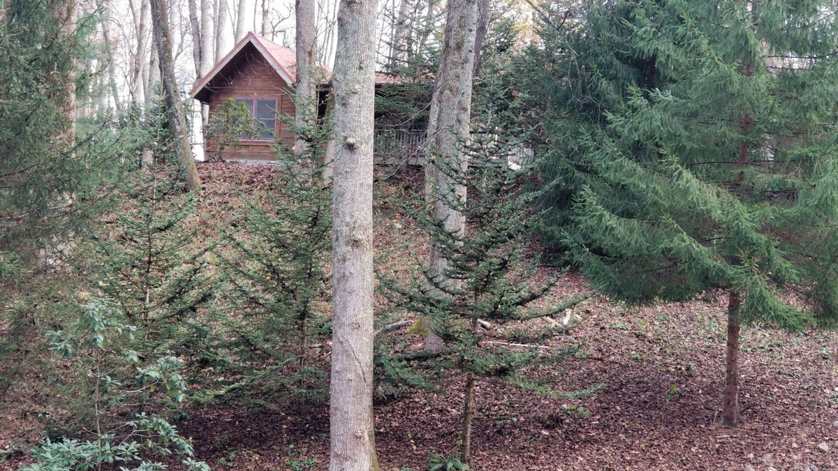 Waynesville Cabin | Moose Crossing Tall Woods Cabin, number 3