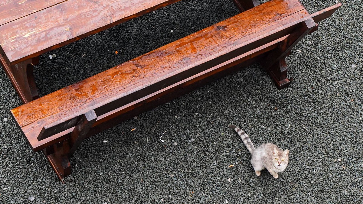 Mrkopalj Cabin | Mountain lodge Bijele stijene (Planinarski dom)