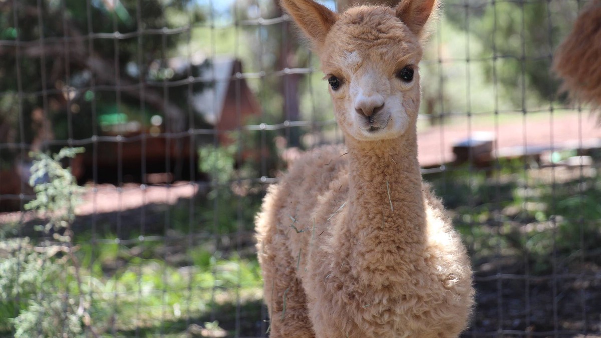 Williams House | Mystic Pines Alpaca Ranch, Close to Grand Canyon