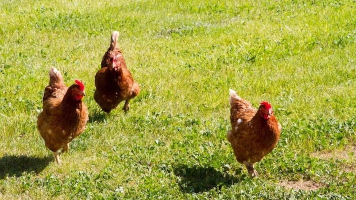 Usk Cottage | n3-4 bed Barn, open living space , pet friendly, rural, with easy access from M4