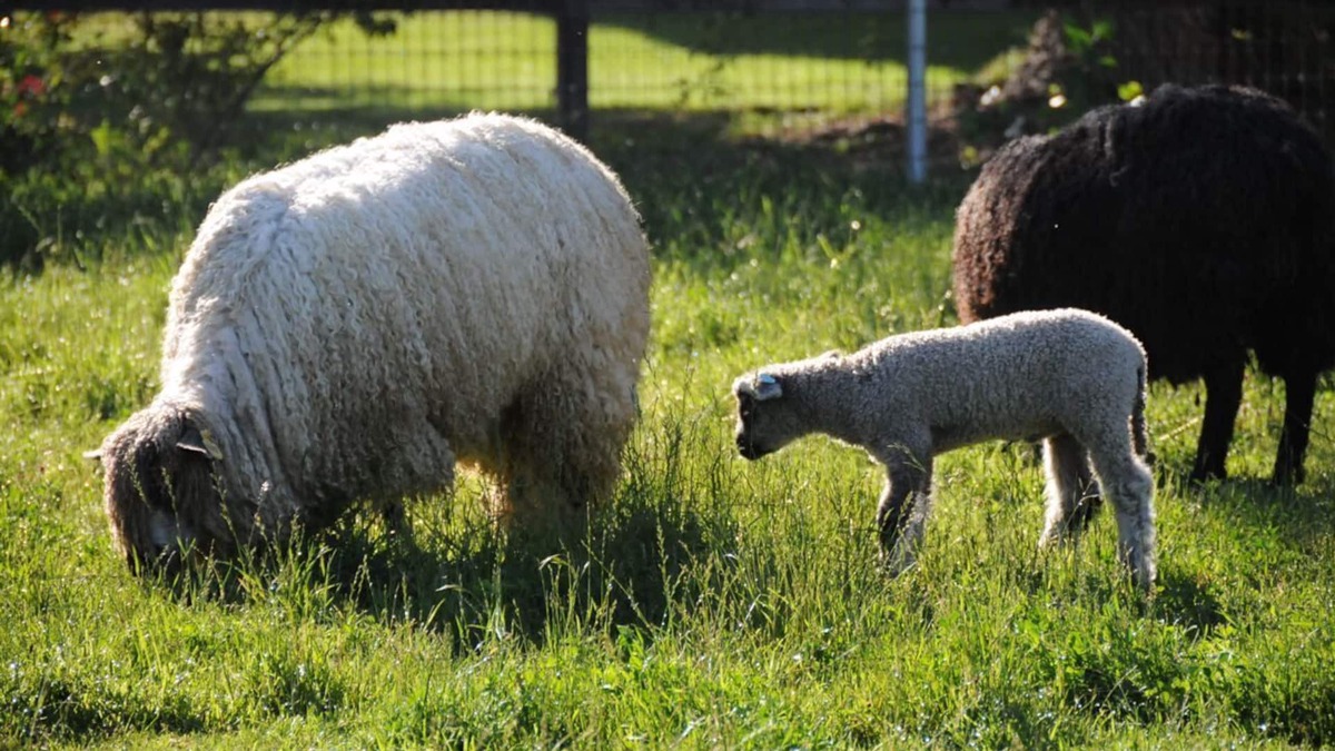 Temecula Cottage | Namaste Farms; Private Working Wool Sheep Farm in Heart of Wine Country 501c3