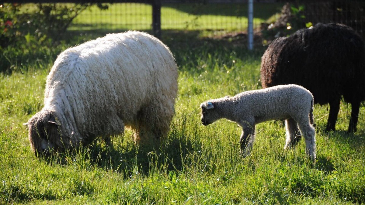Temecula Cottage | Namaste Farms Wine Country Working Wool Sheep Farm; Main Cottage 501c3