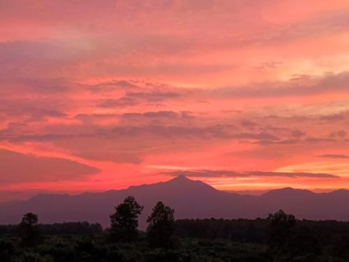 Phrao House | Napahong Treehouse นาป่าฮง