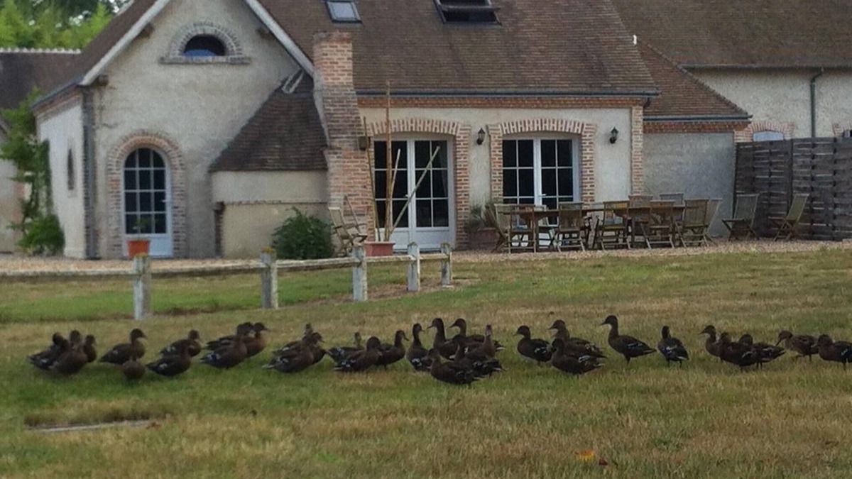 Villeherviers Cottage | near Loire valley very comfortable house in front of a private river, calm place