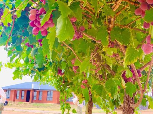 Merbein South House | Nevid Family Home