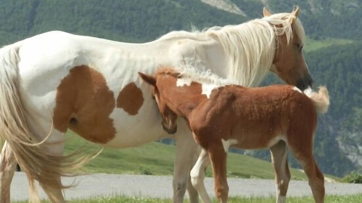 Linas de Broto Apartment | New Manarillo House for 5 people