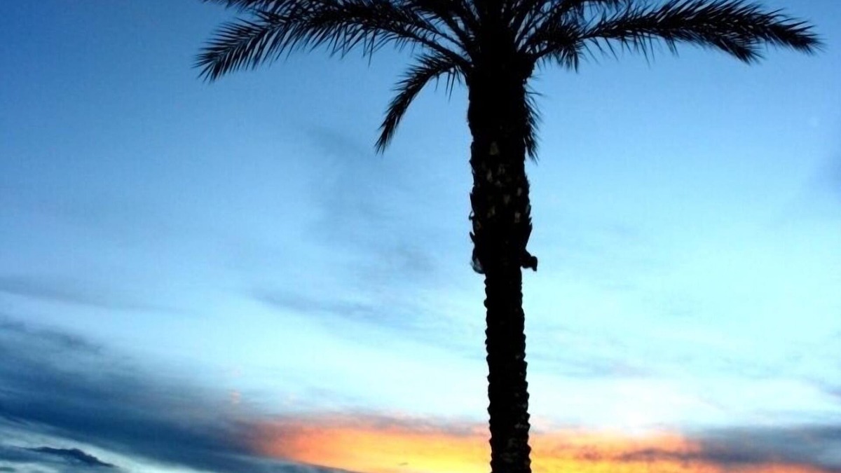 San Tan Valley House | NEW Opening NOW! 3 HEATED Pools Spa's GOLF Palms Mtns & Sunsets.Welcome!