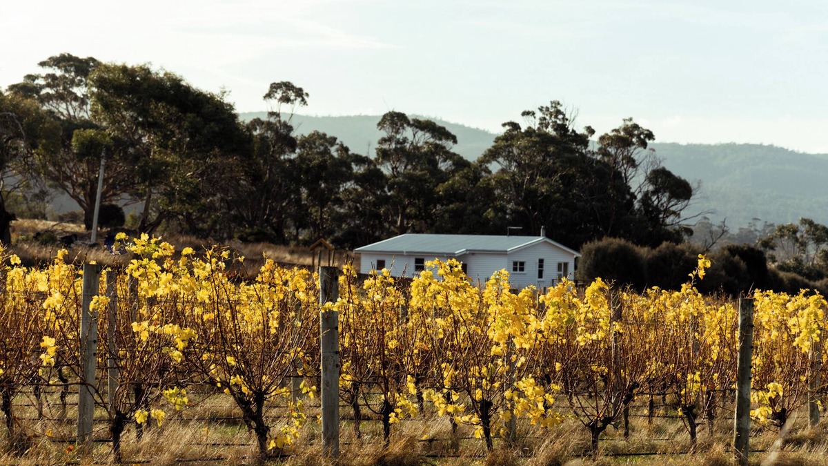 Little Swanport House | *New* Pip's Place at Lisdillon Vineyard