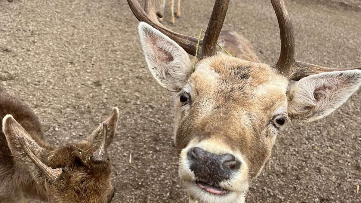 Dreznik Grad Apartment | NEW! Studio apartment D & A near National park Plitvice lakes