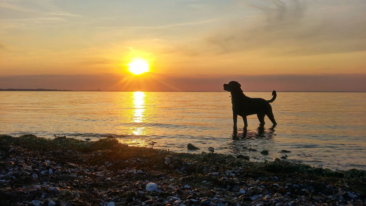 Norddeich Apartment | New vacation apartment Deichkind between Büsum and St. Peter-Ording with balcony
