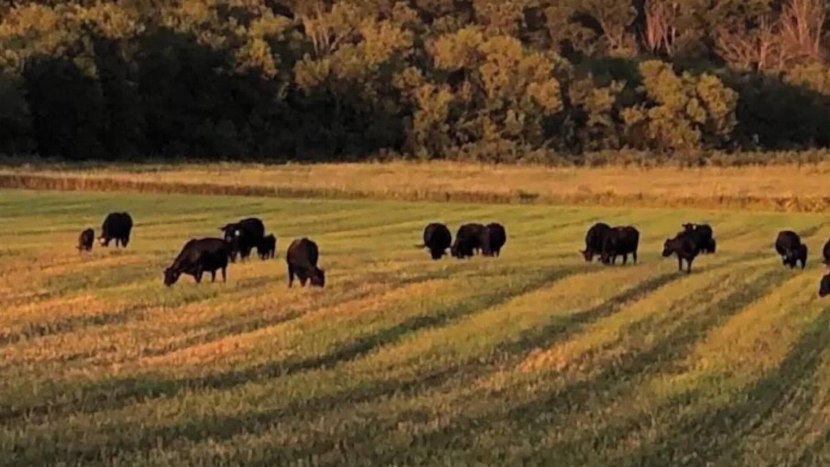 Fillmore County Other | Oak Meadow Farmhouse