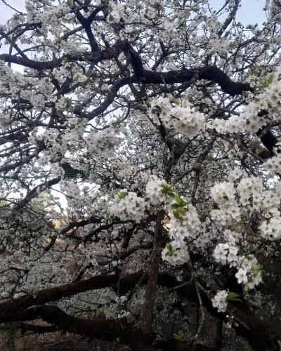 Naina Range House | Onces Upon A Forest, Pangot,Nainital 4BR Homeyhuts