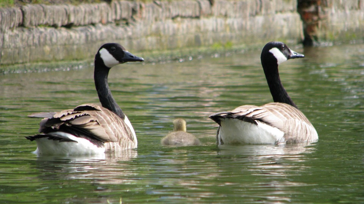 Cambridge Apartment | One bedroom apartment, a few steps from the river Cam and Cambridge Old Town