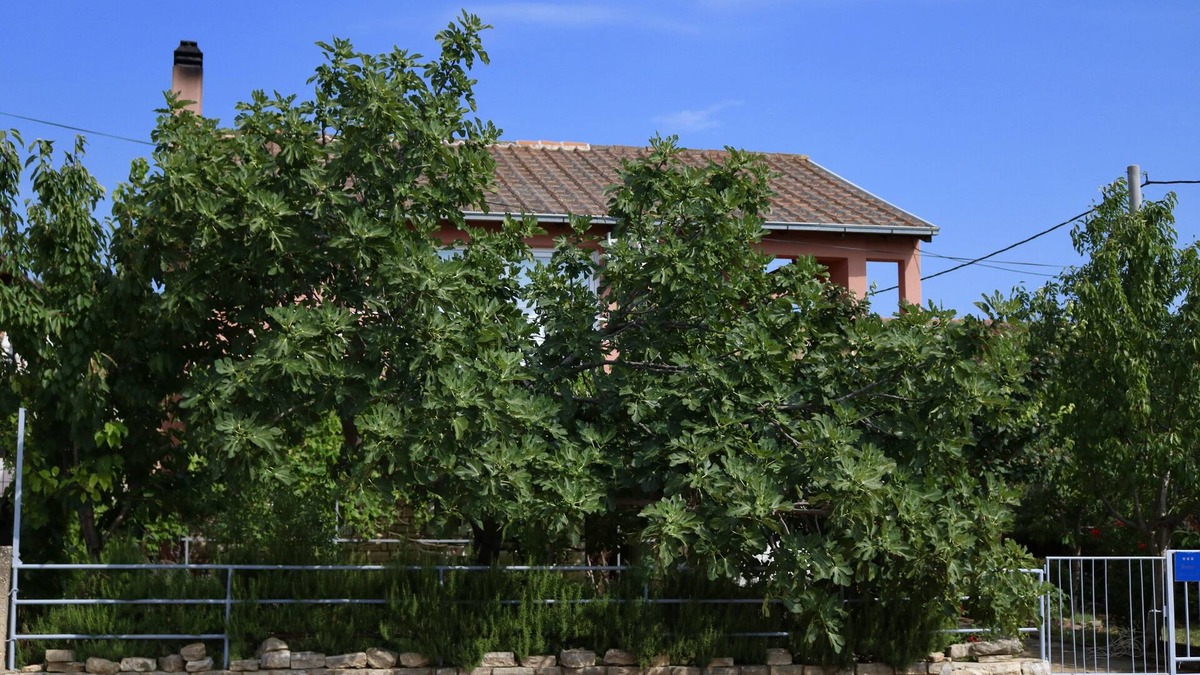 Gornji Karin Apartment | One bedroom apartment with terrace Gornji Karin, Novigrad (A-11806-a)