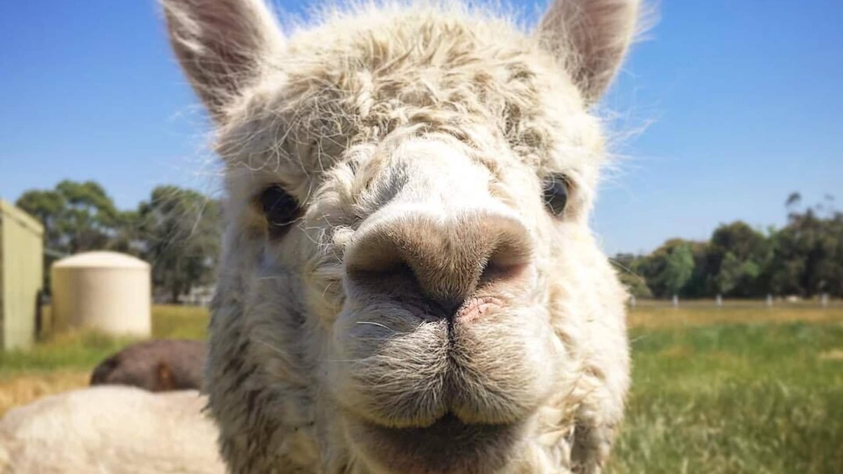 Moorooduc Other | Organic Farm Stay with Free Feed the Animals Tour