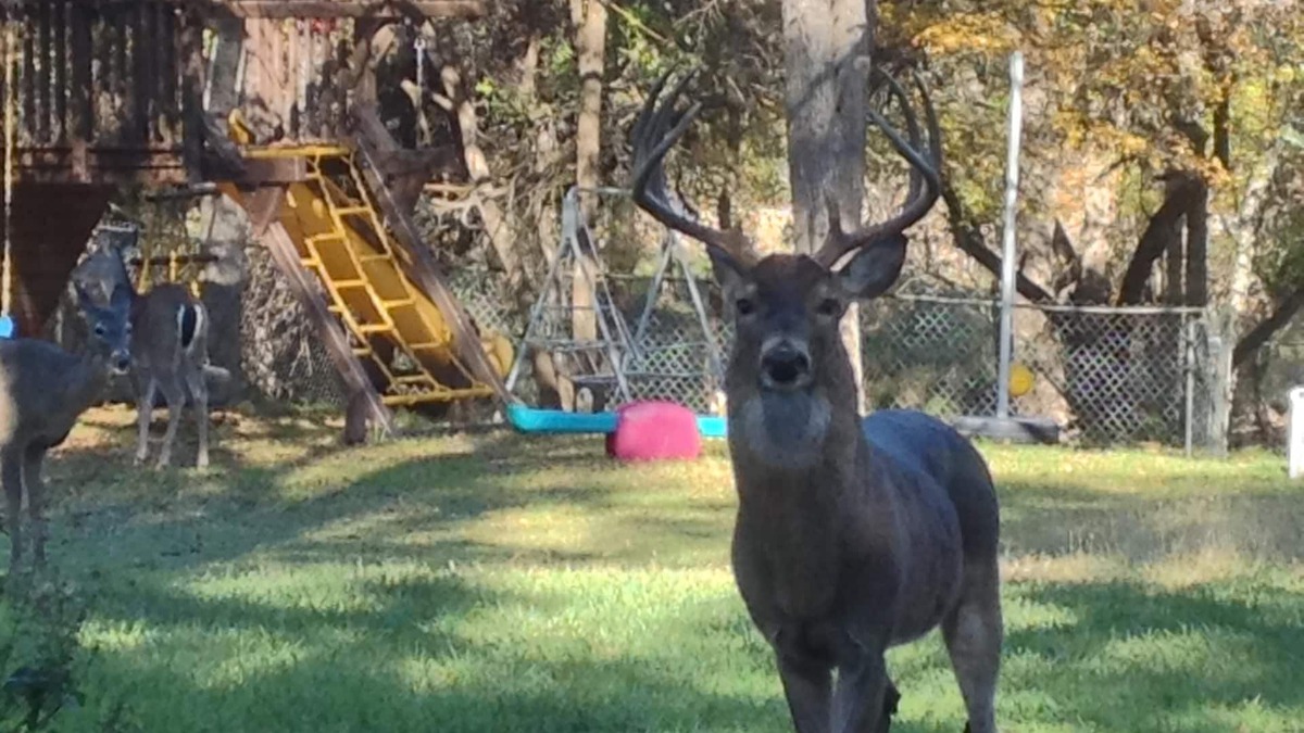 North San Antonio - SAT House | PARKLIKE YARD w/DEER ON 1ACRE 3000SQFT, SUNROOM, INDOOR HOT TUB, WiFi & INTERNET