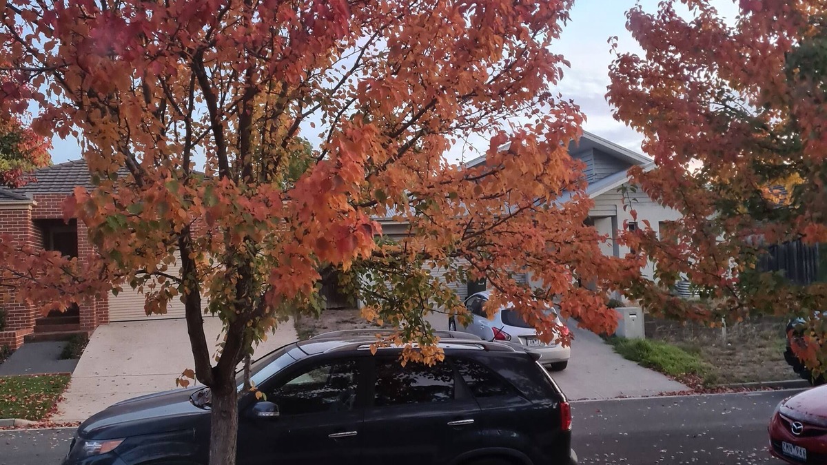 Ballarat East House | Parrot's on the creek .