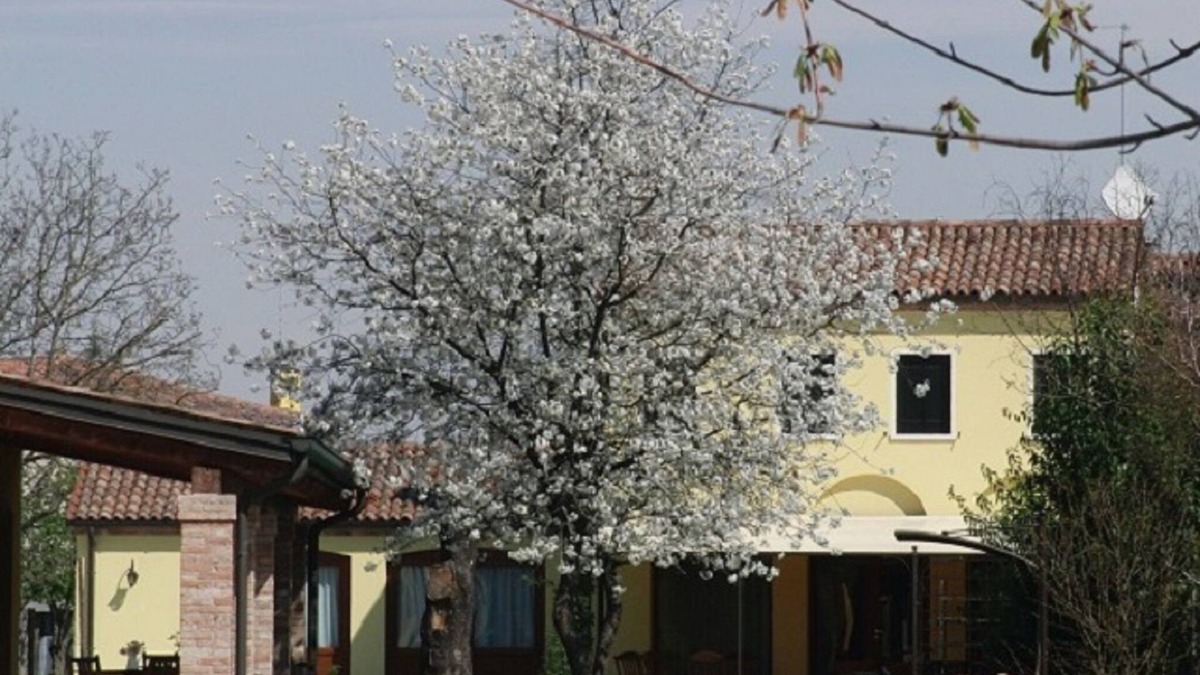 Oriago House | "Particolari del Brenta" - Elisa accommodation - Comfortable house with garden in Venice
