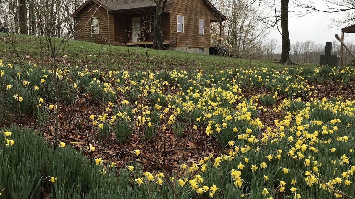 Perks Cabin | Peace, quiet and nature at your back door
