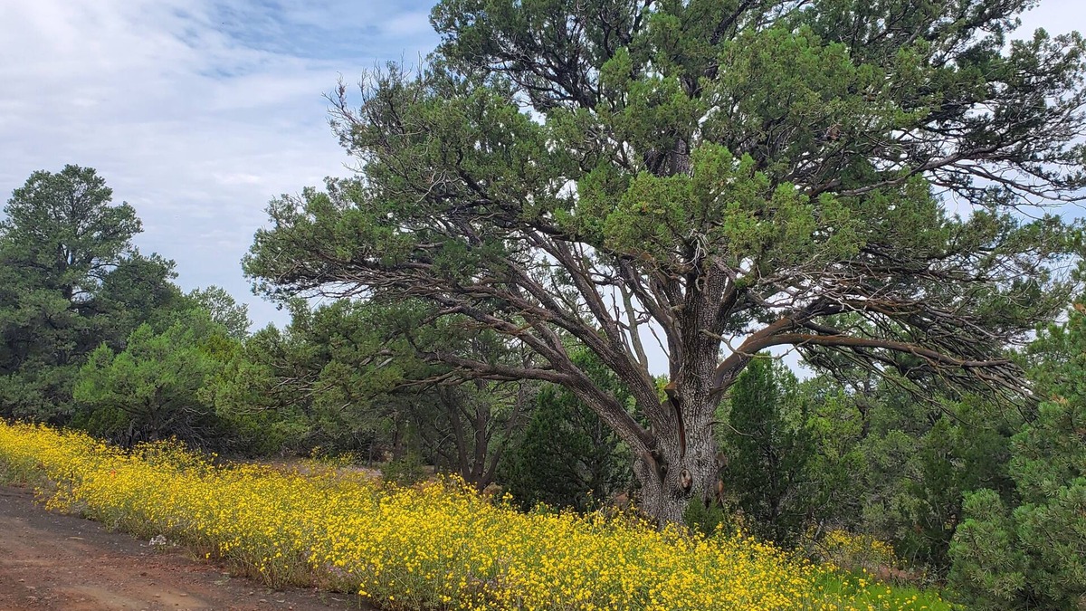 Concho Bed & Breakfast | Peaceful getaway for 2, dog friendly