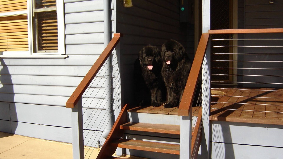 Cannons Creek House | Pet Friendly Beach Cottage at Cannons Creek