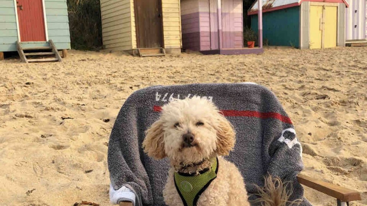 Mornington Villa | Pet friendly beachfront haven - Fisherman’s Beach Mornington