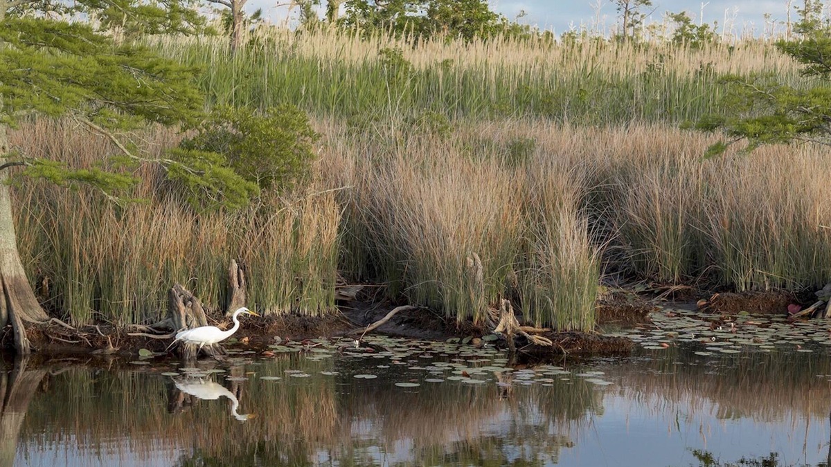 Coinjock Cottage | Pet-Friendly Cottage in Amenity-Filled Currituck Sound Campground (J04)