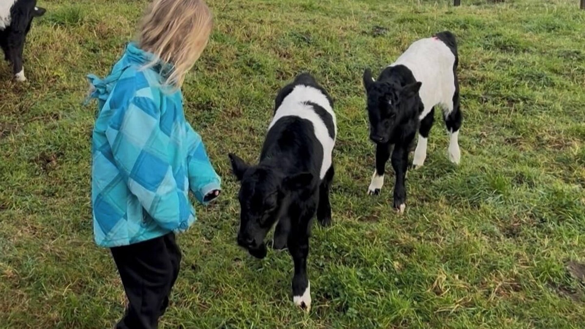 Papakura Other | Pet Friendly Rural Paradise - Only Available until Mid November 2025