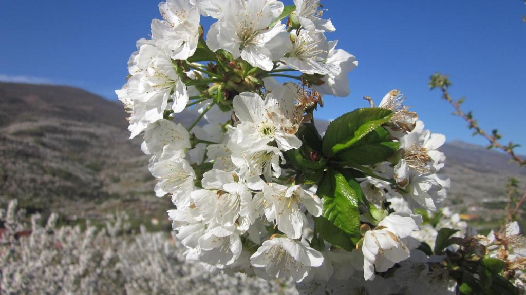 Cabezuela del Valle House | Picaza del Jerte