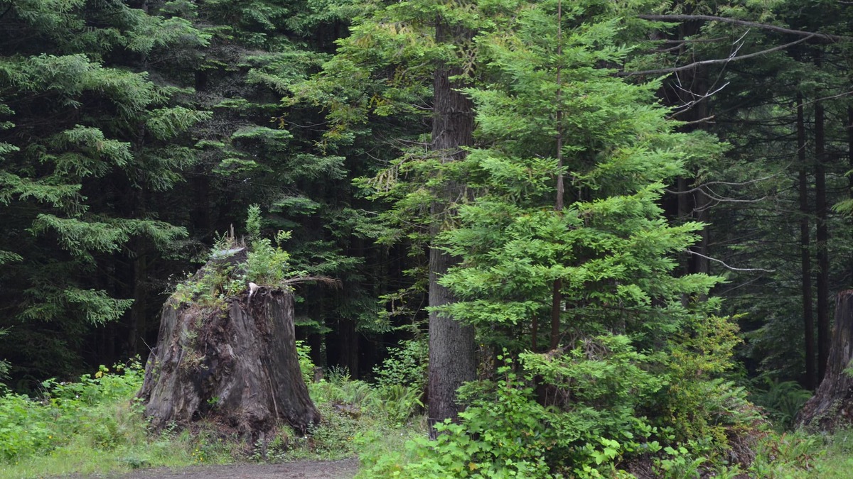Fort Dick House | Picturesque forest homes