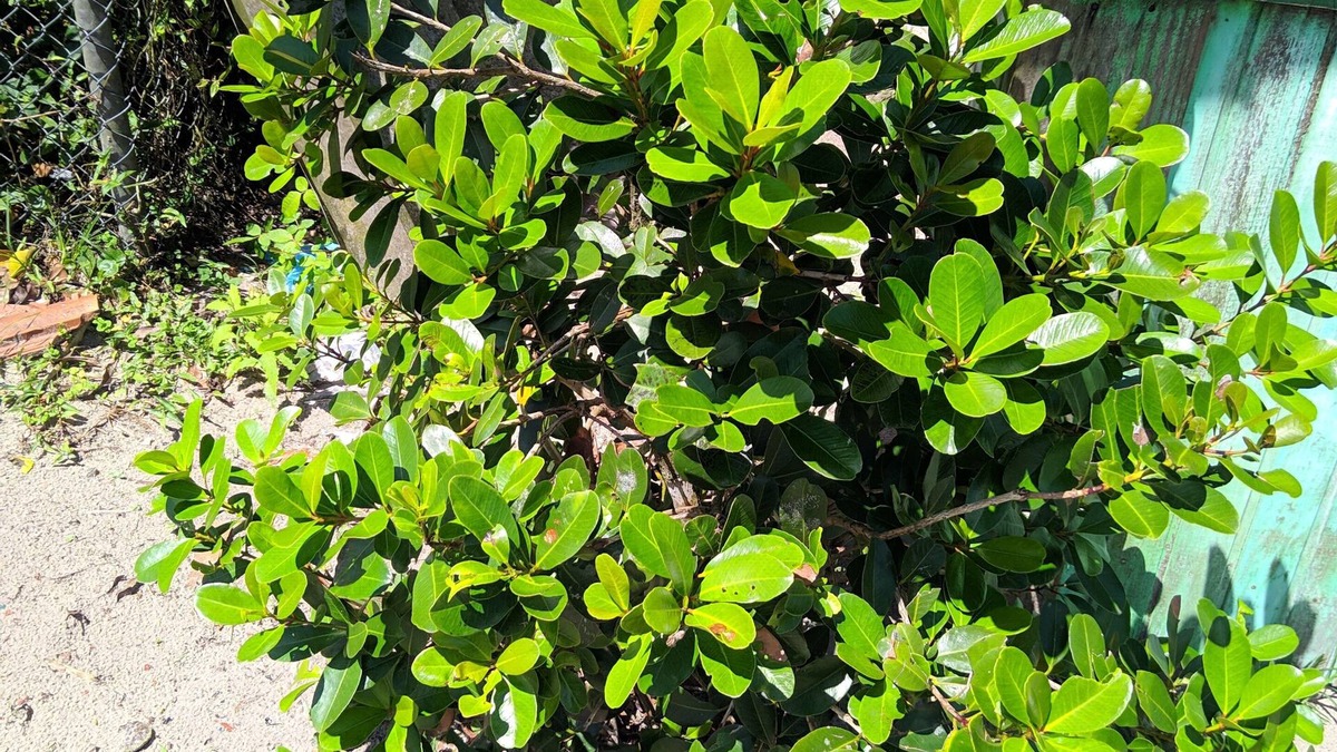 Ilha do Superagui House | Pousada e camping do Márcio