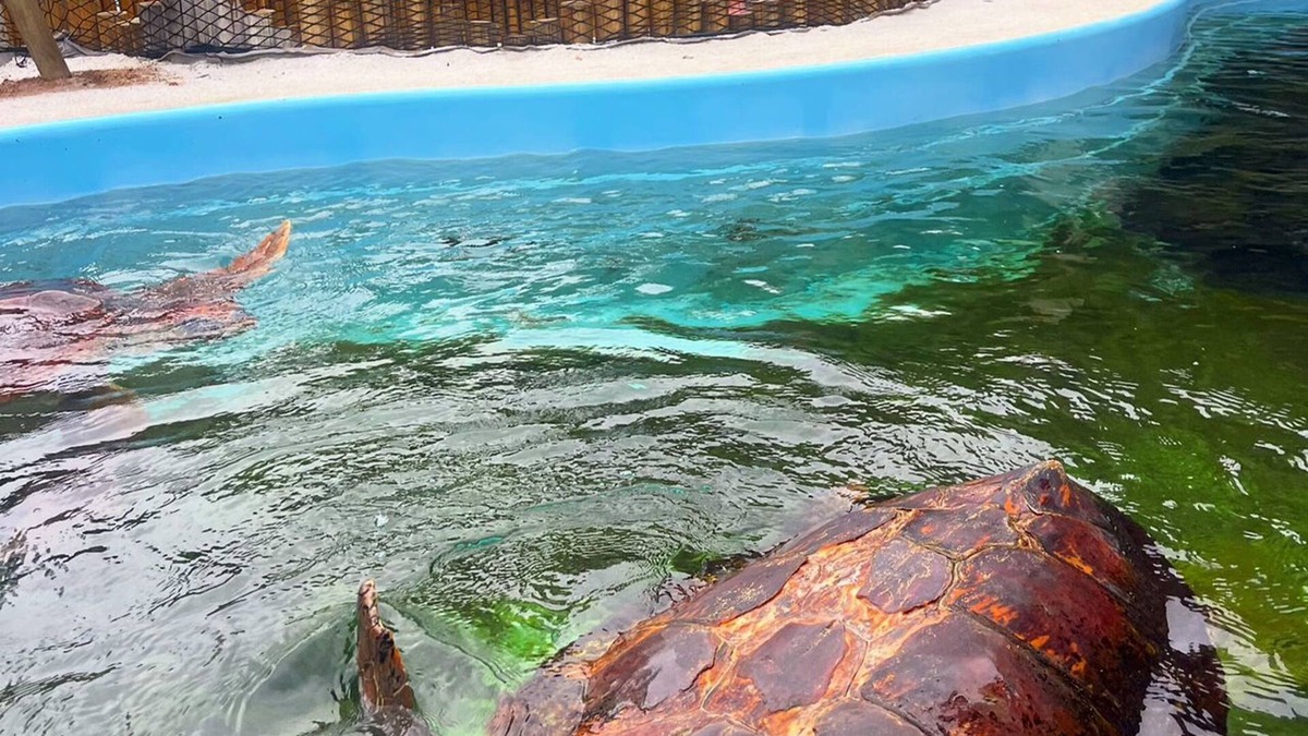 Acarau Hotel | Pousada Margerie Ubatuba - Itagua