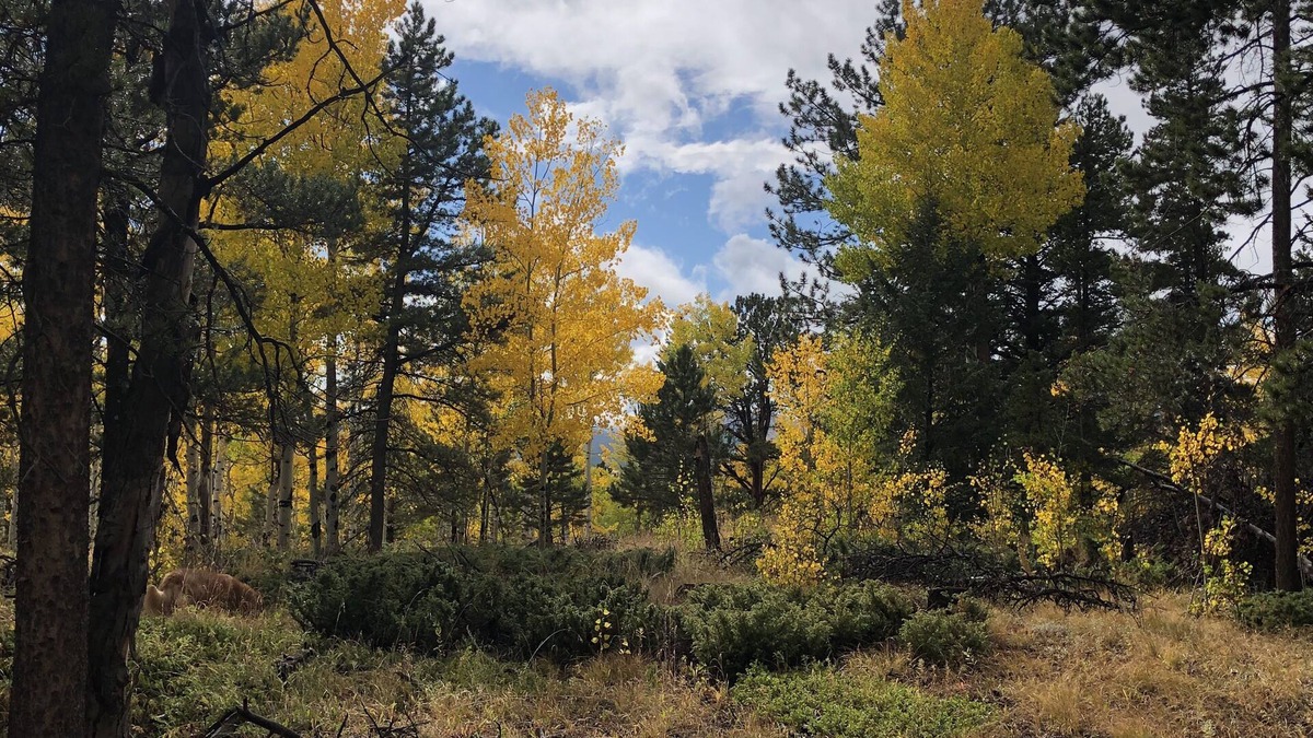Black Hawk House | Quartz Point Ranch: 20 beautiful acres to roam!