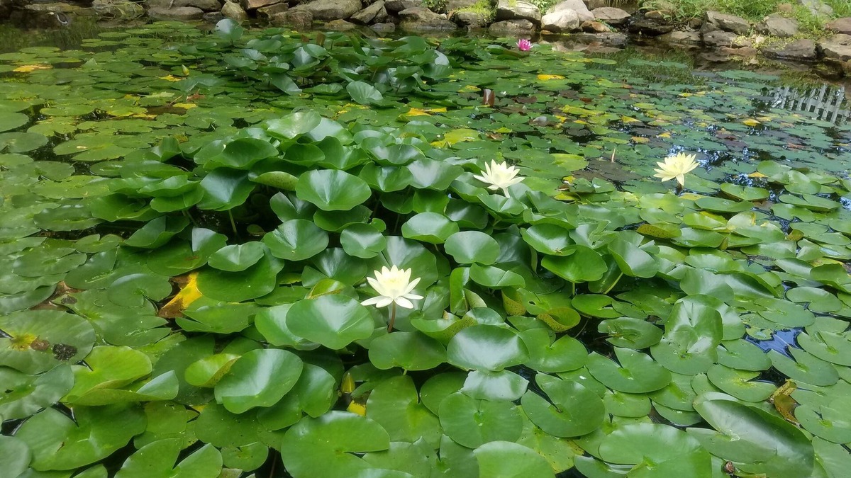 Wayne House | Quiet, Family-friendly Abode on Indy's Westside with a Tranquil backyard pond!