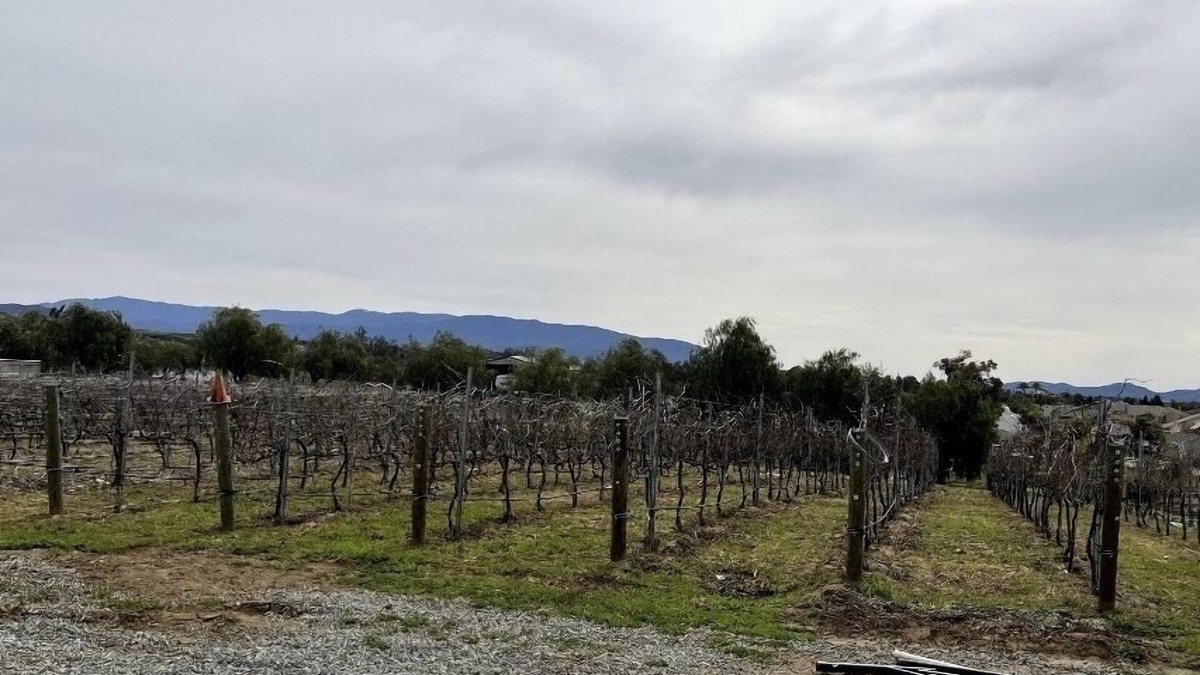 Winchester House | Quiet Vineyard/Pet friendly!