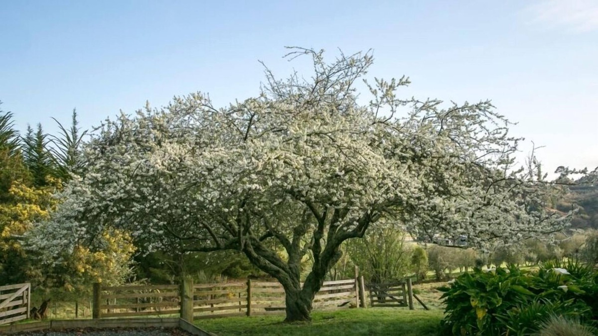 Mapua Cottage | Quince Cottage, Mapua