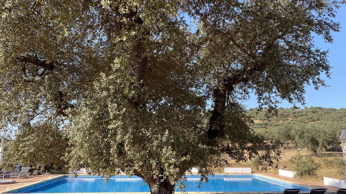 Vaiamonte House | Quinta dos Amarelos