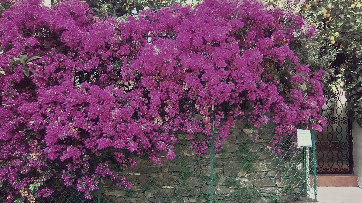 Zoagli House | Rapallo villa surrounded by greenery