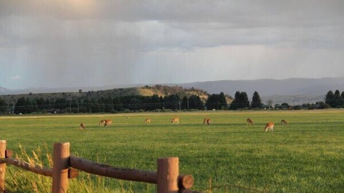 Ennis Cabin | Relaxation, Wildlife, and the Madison River!